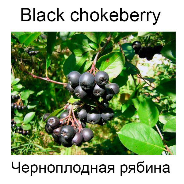 Виды грибов на английсуом